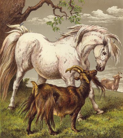 Poney et chèvres - English School
