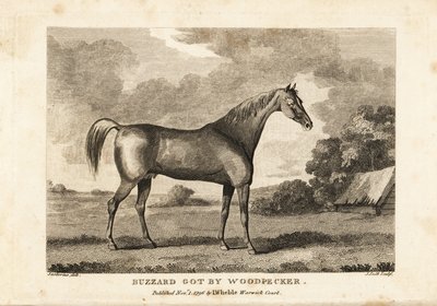 Portrait du cheval de course champion Buzzard par Woodpecker - English School