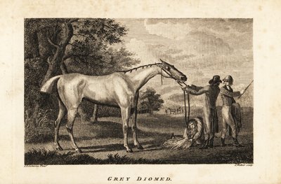 Portrait du cheval de course Grey Diomed avec jockey et palefreniers - English School