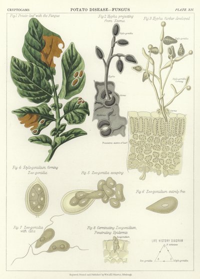 Maladie de la pomme de terre, Champignon - English School