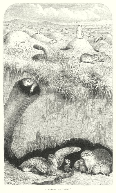 Chiens de prairie (gravure) - English School