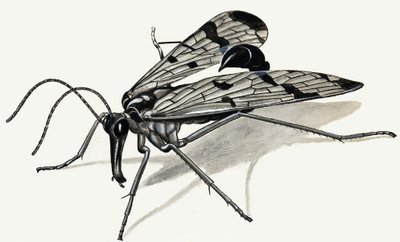 Prédateurs du passé (Mouche scorpion) - English School