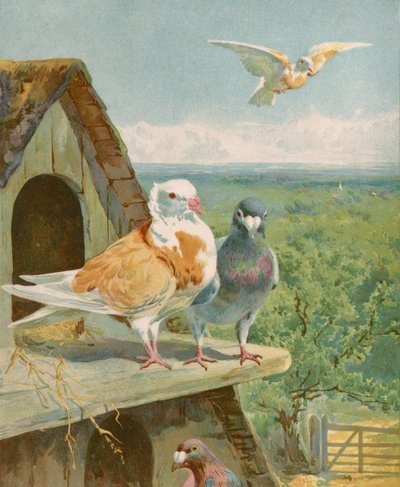 Beaux pigeons - English School