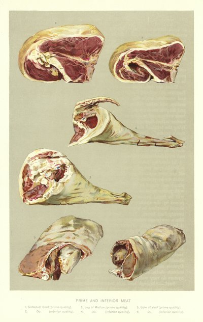 Viande de première et inférieure qualité - English School