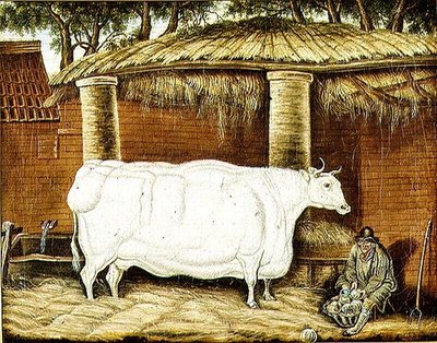Boeuf primitif - English School