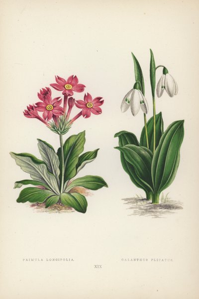 Primula Longifolia; Galanthus Plicatus - English School
