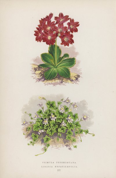 Primula Pedemontana; Linaria Hepaticaefolia - English School