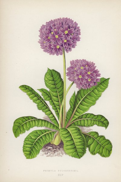 Primula Pulcherrima - English School