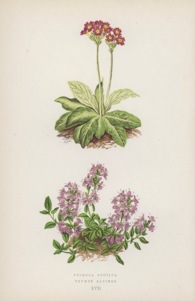 Primula Scotica; Thymus Alpinus (lithographie en couleur) - English School