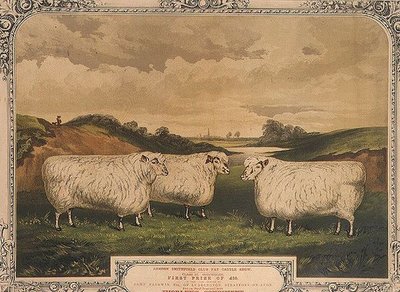 Moutons Cotswold primés, nourris avec des aliments assaisonnés avec le condiment de Thorley, commémorant le concours de bétail gras du club de Smithfield de Londres, gravé par M. Gauci (fl.1810-46) c.1840 - English School