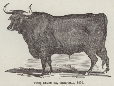 Boeuf Devon primé, Noël - English School