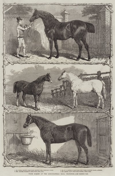 Chevaux primés au Agricultural Hall, Islington - English School