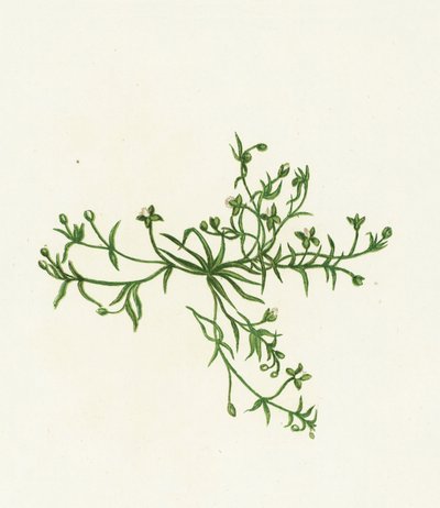 Sagine couchée, Sagina Procumbens - English School