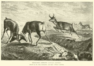 Antilope à pronghorn, Antilocapra Americana - English School
