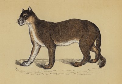 Puma - English School