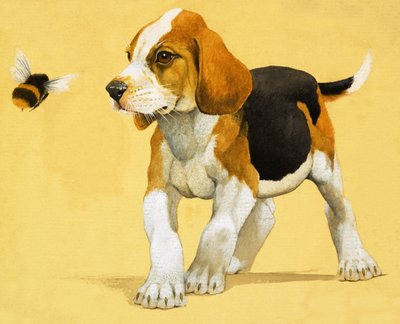 Chiot - English School