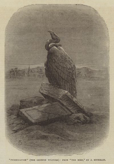 "Purification" (Le Vautour Griffon), de "L