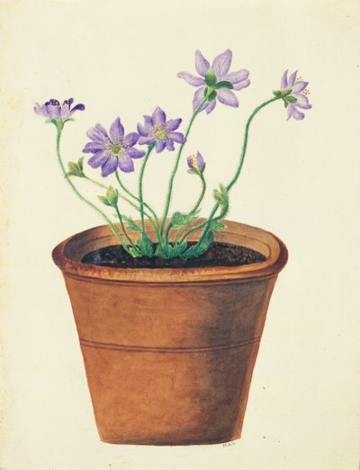 Fleurs violettes dans un pot en terre cuite, vers 1825 - English School