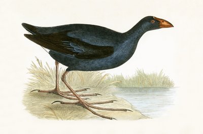 Gallinule pourpre, illustration de 