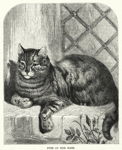 Le chat à son aise - English School