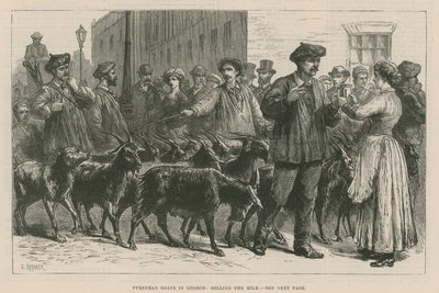 Chèvres Pyrénéennes à Londres - English School