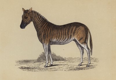 Quagga - English School