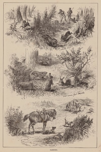 Lapin (gravure) - English School