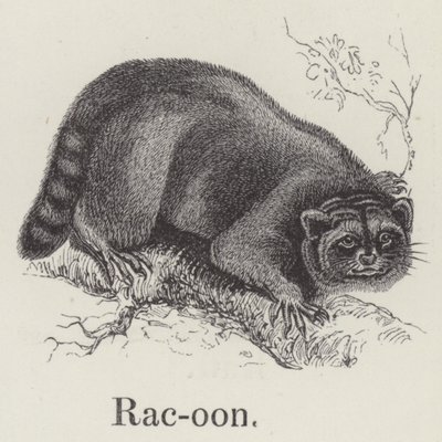 Raton laveur - English School