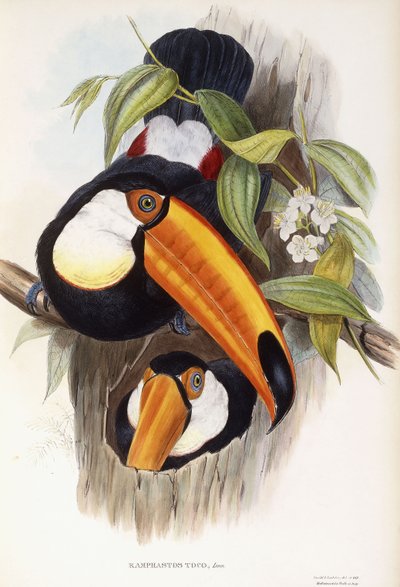 Ramphastos Toco - English School