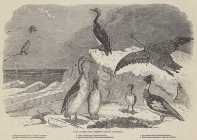 Oiseaux d