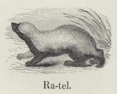 Ratel (gravure) - English School