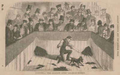 Chasse aux rats aux Graham Arms, Graham Street, Londres - English School