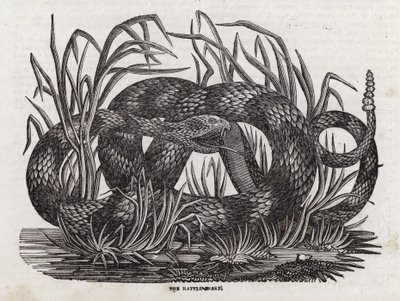 Serpent à sonnette - English School
