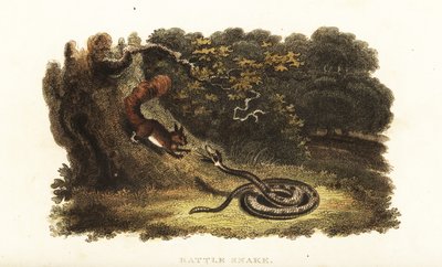 Serpent à sonnette charmant un écureuil pour le faire descendre d