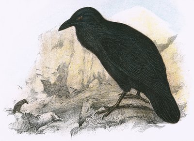 Corbeau - English School