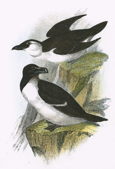 Petit pingouin - English School