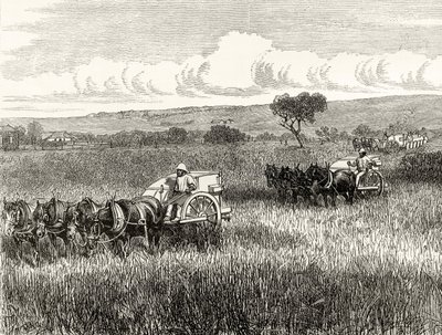 Moisson à South Adelaide, c.1880, de 