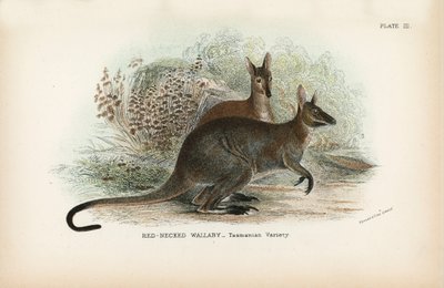 Wallaby à cou rouge, variété tasmanienne - English School