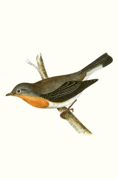 Gobe-mouche à poitrine rouge, illustration de 