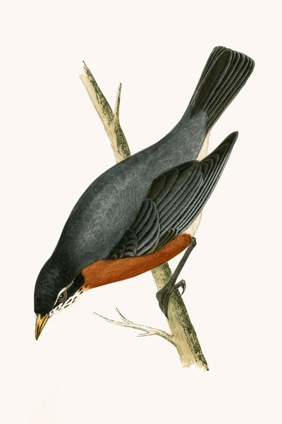 Grive à poitrine rouge, illustration de 