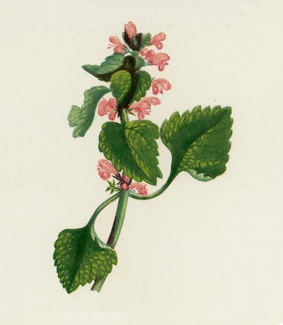 Lamier Pourpre, Lamium Purpureum - English School
