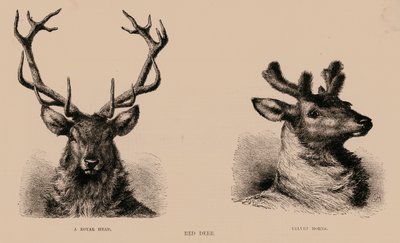 Red Deer (gravure) - English School