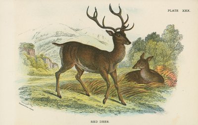 Cerf rouge - English School