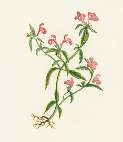 Galeopsis ladanum, Galeopsis Ladanum - English School