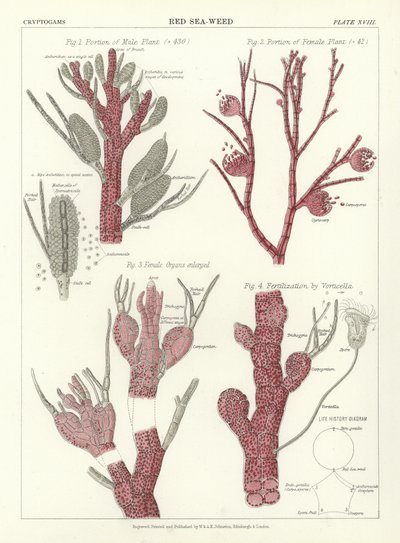 Algue rouge - English School