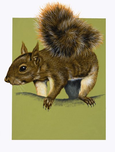 Écureuil rouge (gouache sur papier) - English School