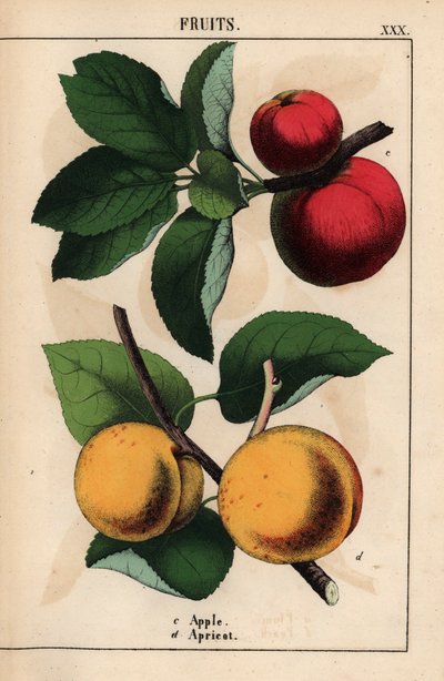 Pommes rouges et abricots, de 