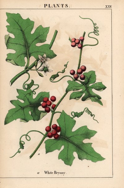 Bryone rouge avec baies rouges. Bryonia dioica, de 