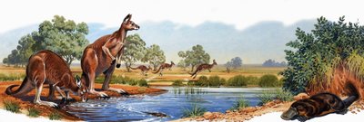Kangourou rouge et ornithorynque - English School
