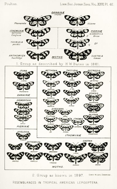 Ressemblances chez les lépidoptères américains tropicaux, illustration de The Hope Reports, Vol. II, 1897-1900, édité par Edward B. Poulton, Oxford, 1901 - English School